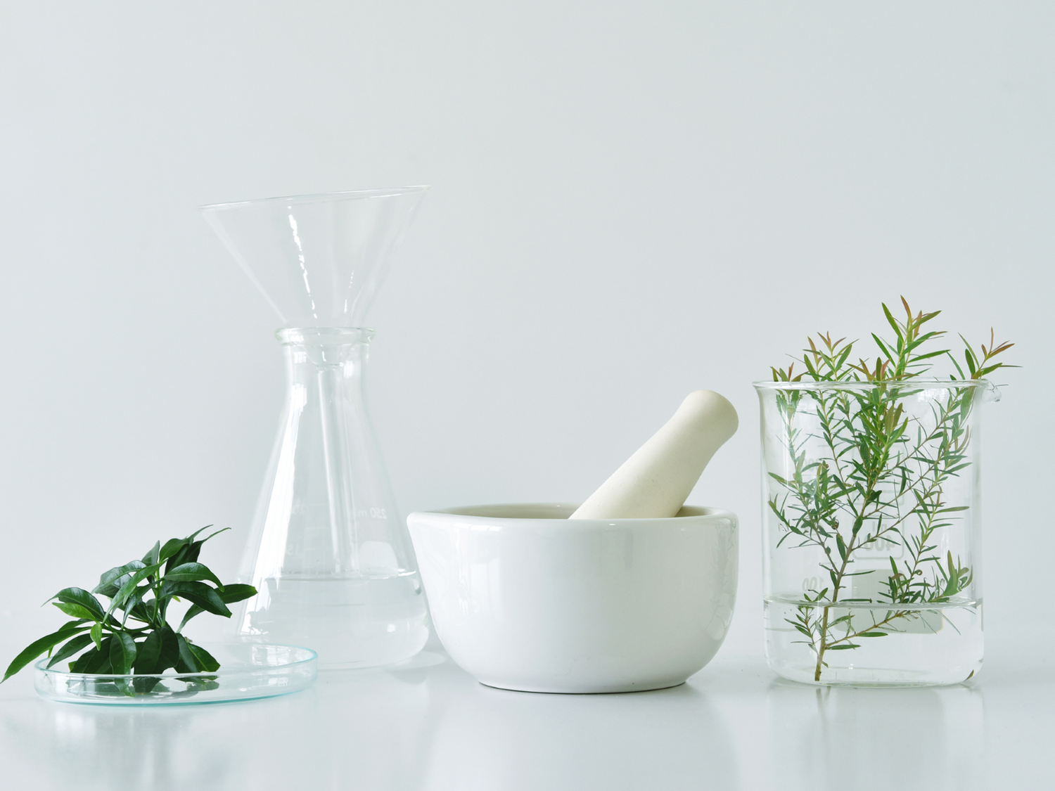 Plantas en recipientes